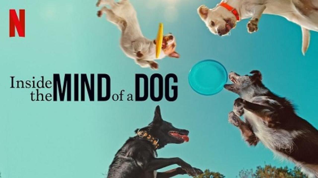 مشاهدة فيلم Inside the Mind of a Dog 2024 مترجم جديدك